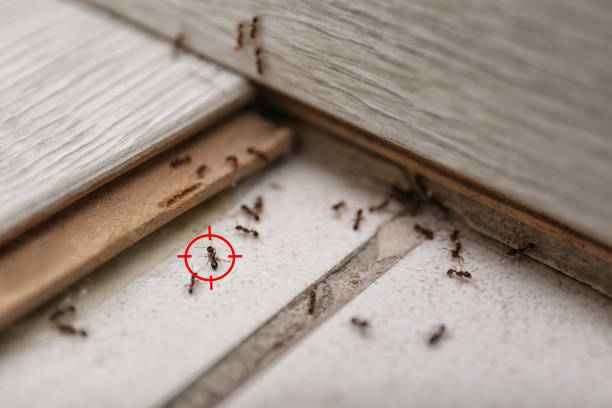 Best Affordable Exterminators  in Marshall, TX