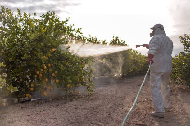 Best Termite Control Services  in Marshall, TX