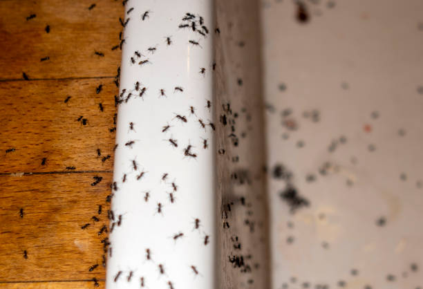Best Ant Control Services  in Marshall, TX
