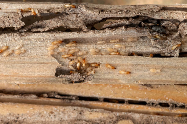 Best Cockroach Control Services  in Marshall, TX